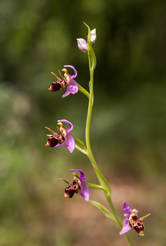 orchidaceae.bg