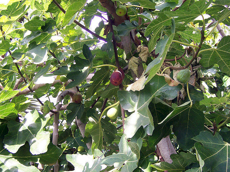 листа от смокини