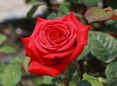 Българската роза