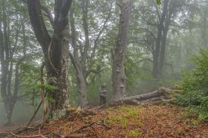 вековните гори в България