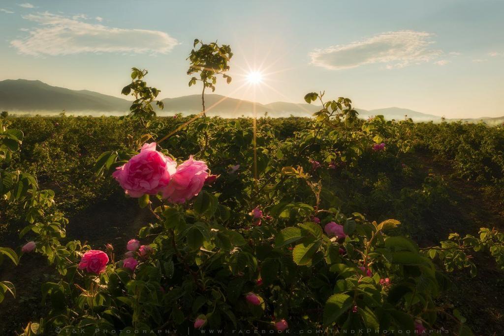 Красиви снимки от България - Розова долина " T&K Photography" 