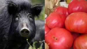 продукти, свиня, домат
