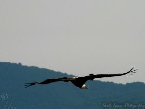 Sixth Sense Photography