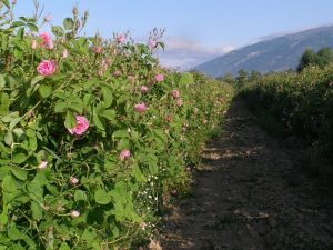 дамасцена, роза