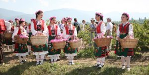 дамасцена, роза